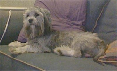 Kairė pilko su baltu „Shorkie Tzu“ šuns pusė, kuri guli skersai sofos ir laukia. Ant galvos ir ausų yra ilgesni plaukai.