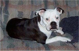 Το πίσω μέρος ενός ασπρόμαυρου Valley Bulldog που βρίσκεται σε έναν καναπέ και κοιτάζει μπροστά. Υπάρχει ένα μαξιλάρι στα δεξιά του.