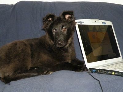 Indy the Belgium Shepherd, kanepede bir dizüstü bilgisayarın yanında yatan bir köpek yavrusu olarak