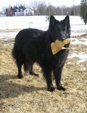 Dışarıda duran, arkasında kar ve ağzında bir iş eldiveni olan büyük, siyah, uzun saçlı bir Belçika çoban köpeği