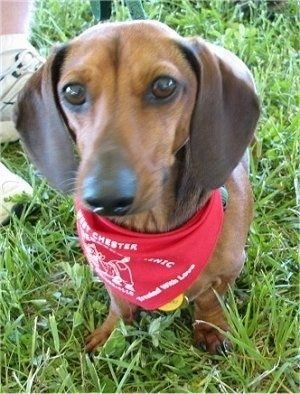 Nærbillede - Gravhunden Dieter har en rød bandana omkring halsen og sidder i græs