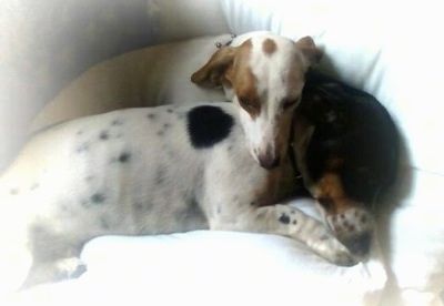 Cheyenne con bánh kem và con chó màu trắng Dachshund và Hearty con chó con màu đen và màu rám nắng Dachshund đang ngủ cùng nhau trên một chiếc giường. Có một gradient màu trắng xung quanh hình ảnh. Nó trông giống như một cảnh trong mơ