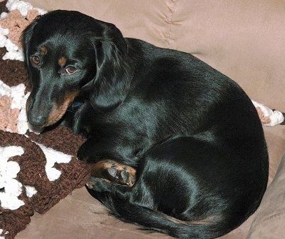 Ty, o Dachshund preto e bronzeado, está deitado em um sofá e em um cobertor de crochê
