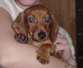 Close Up - Dexter Dachshund Puppy holdes i armene på en person