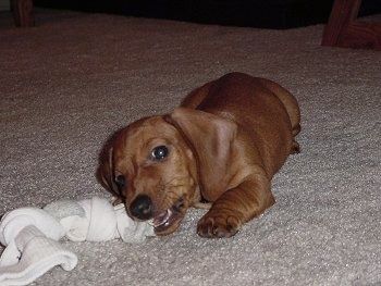 Dexter the tan Teckel Puppy ligt op een tapijt en kauwt op een vastgebonden sok