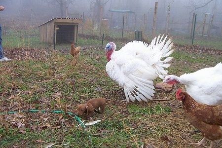 डेक्सटर दछशुंड पिल्ला दो बड़े टर्की और कुछ मुर्गियों के सामने एक हरे बगीचे की नली को सूंघकर बाहर खड़ा है।