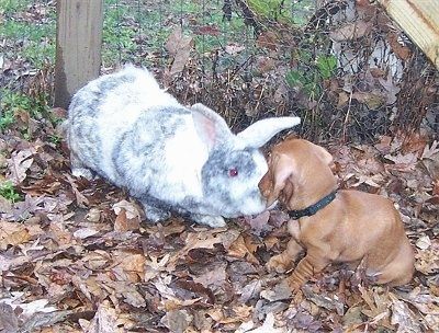 Anak anjing Dexter the Tan Dachshund duduk berhadapan dengan Bugzy kelinci yang lebih besar daripada anak anjing itu. Mereka berada di kawasan berdaun lebat