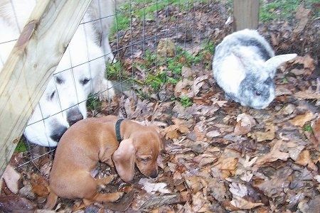 Dua Pyrenees Besar menghidu anak anjing Dexter the Dachshund melalui pagar. Di hadapan Dexter ada Bugzy si arnab