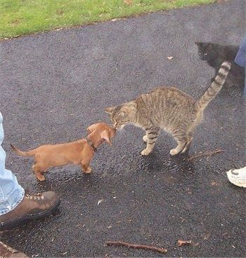 Dexter de teckel puppy en Tiger de kat staan ​​oog in oog op een oprit. Er zit een zwarte kat achter Tiger