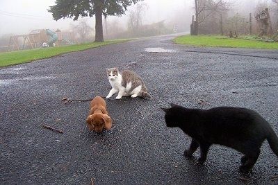 Štene Dexter jazavčar njuši crni vrh tražeći nešto. Mala Lou, bijela i siva mačka stoji iza Dextera. Midnight Jr. crna mačka stoji ispred Dextera