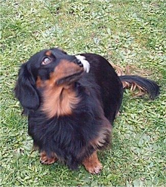 Felix den sorte og tanfarvede Miniature Longhair Dachshund sidder udenfor. Der er en fjer på hans næse.