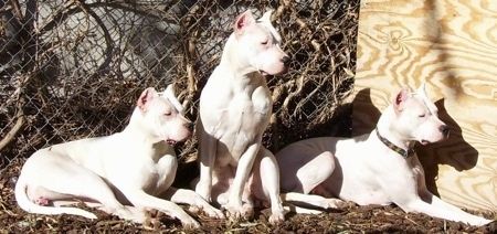 Bella, Zoe ir Lucero, balti Dogos, kloja ir sėdi priešais grandininės grandinės tvorą. Tolimiausias dešinysis šuo yra priešais medinę lentą, atsirėmusią į tvorą