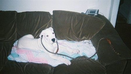 „Dogo“ šuniukas Diego guli ant nertos antklodės ant rudos sofos su palaidu pavadėliu ant kaklo. Ant sofos galo yra telefonas.