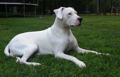 Išparduotas baltasis „Dogo Argentinois“, klojantis lauke, už kurio - batutas