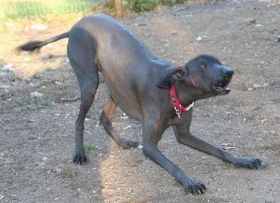 Пас без длаке Кхала игра се клањајући се у лајању прљавштине