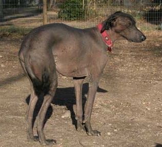 Пас без длаке Кхала у црвеној огрлици стоји у прљавштини, а испред њега је жичана ограда. Има црну косу на глави, ушима и репу, али је ћелав свуда другде.