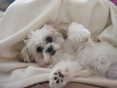 ลูกสุนัข Mal-Shi สีขาวที่มีผิวสีแทนกำลังนอนหงายโดยเอาอุ้งเท้าขึ้นไปบนผ้าห่มสีขาว