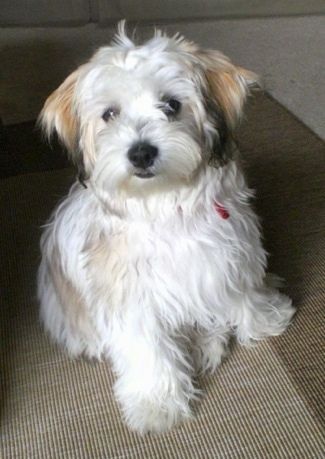 ลูกสุนัข Mal-Shi สีขาวขนยาวที่ดูนุ่มนวลมีสีดำและสีน้ำตาลกำลังนั่งอยู่บนพรมสีน้ำตาลโดยมองขึ้นไปทางซ้าย
