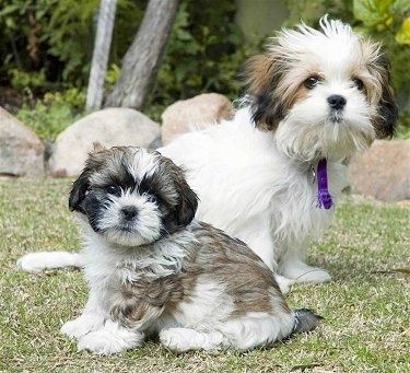 Два пса величине играчака, одрасла особа и штене седе у трави са камењем иза њих. Они су бели, црни и препланули. Штенад седи испред одрасле особе.