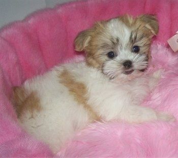 ลูกสุนัข Mal-Shi ตัวน้อยขนฟูสีขาวสีแทนและสีดำกำลังนอนอยู่บนเตียงสุนัขสีชมพูอ่อนและสีชมพูอ่อน