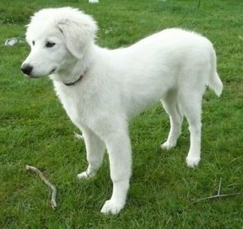 มุมมองด้านข้าง - ลูกสุนัข Maremma Sheepdog สีขาวกำลังยืนอยู่บนพื้นหญ้าและมีไม้อยู่ข้างหน้า