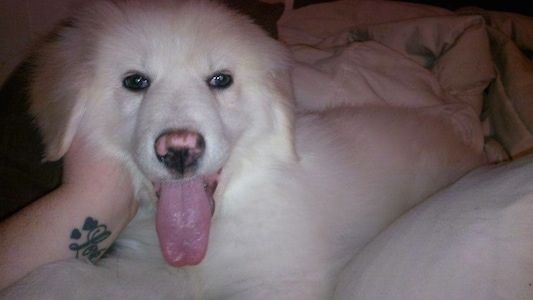 อย่างใกล้ชิด - ลูกสุนัข Maremma Sheepdog สีขาวกำลังนอนอยู่บนเตียงและมีแขนบุคคลที่มีรอยสักอยู่ข้างๆสุนัข