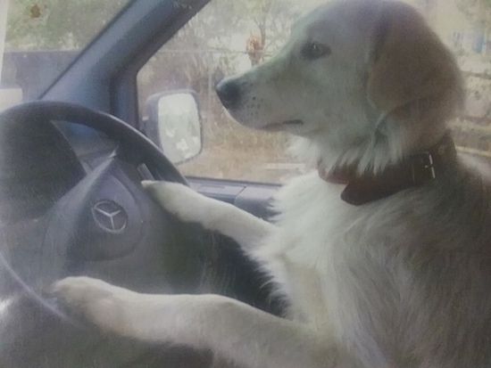 Un gos pelut blanc de raça gran amb un gruixut collaret de cuir marró al costat dels conductors d’un cotxe Mercedes amb les potes davanteres al volant.