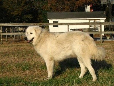 Beyaz bir Maremma Çoban Köpeği, tahta parmaklıklı bir çit ve arkasında beyaz bir ahır bulunan çimenlerin arasında duruyor. Ağzı açık ve mutlu görünüyor.
