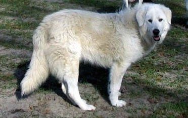 Vista lateral - um cão pastor Maremma branco está parado na sujeira com grama irregular. Sua boca está aberta e a língua de fora.