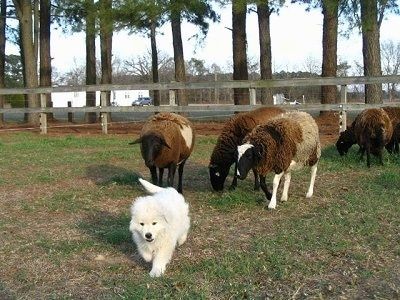 Önden görünüm - Beyaz bir Maremma Çoban Köpeği yavrusu çimlerde koşuyor ve arkasında beş kahverengi, beyaz ve gri koyun var. Koyunların arkasında tahta korkuluk ve ağaçlar, uzakta beyaz bir bina var.