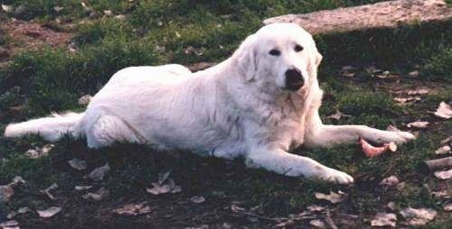 Vista lateral - um cão pastor Maremma branco está deitado na grama e há folhas caídas ao redor dele.