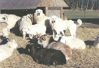 Dalawang puting Maremma Sheepdogs ay nakatayo sa hay na napapaligiran ng isang kawan ng mga kambing. Mayroong isang gusaling kahoy na tagapagpakain sa likuran nila.