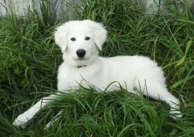 Um filhote de cachorro Maremma Sheepdog branco felpudo está deitado em uma grama relativamente alta e há uma cerca de madeira atrás dele.