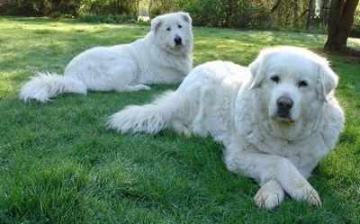สุนัขเลี้ยงแกะมาเรมมาสีขาวสองตัวกำลังนอนอยู่บนพื้นหญ้าและมองไปข้างหน้า พวกมันดูเหมือนตุ๊กตาหมีตัวใหญ่