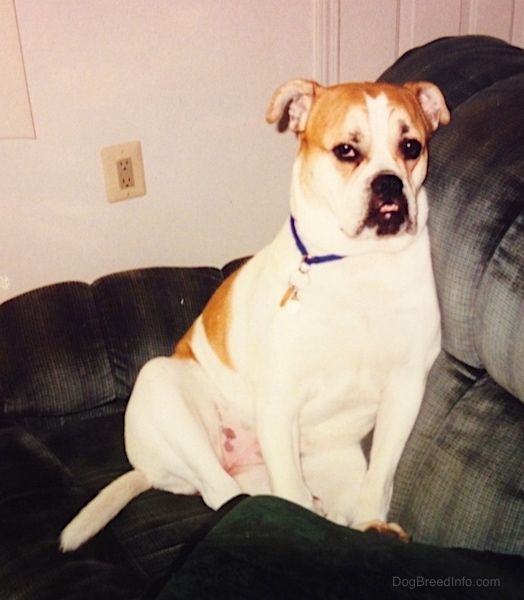 Biały podpalany pies typu Bulldog siedzi na niebieskiej kanapie przodem do przodu. Pies ma duży podszczyt, różowe uszy i długi ogon.