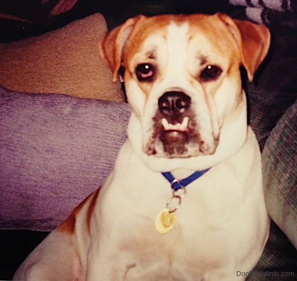 Widok z przodu górnej części ciała - biały podpalany pies typu Bulldog siedzący na kanapie patrząc w kamerę. Pies ma duży podszczyt, różowe uszy i długi ogon oraz dużo dodatkowej skóry.