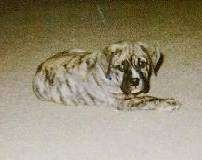 Brązowy pręgowany szczeniak Olde English Bulldogge leży na dywanie z tyłem do przodu.