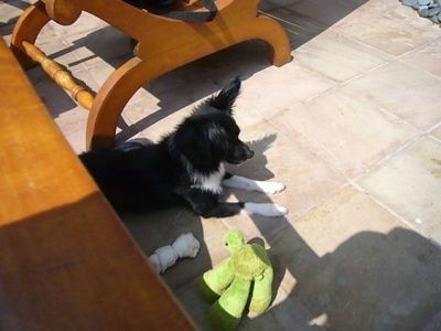 Vaizdas iš viršaus, žvelgiantis į juodą su baltu popieriumi, kuris kloja ant įdegio plytelių grindų. Už jo yra medinis stalas, o šalia - medinė kėdė, o kitoje jo pusėje - kailio kaulas ir žalias pliušinis žaislas. Šuo yra nukreiptas į dešinę.