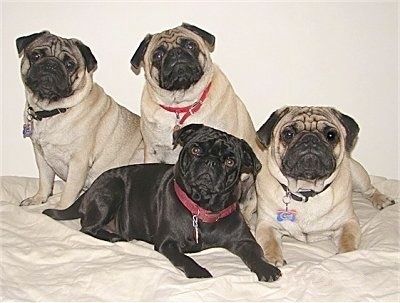 Balíček 4 mopslíků leží a sedí spolu. Jsou na posteli. Tři psi jsou opálení a černí a jeden je celý černý.