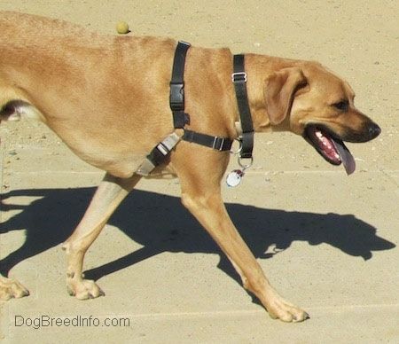 Поглед из бока изблиза - десна страна високе, крупне браон боје црног паса родезијског боксера који шета бетонском стазом. Уста су му отворена, а језик вири. Језик пса је црн.