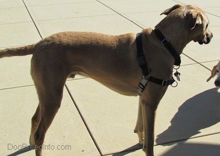 کالے روڈسین باکسر کتے کے ساتھ لمبی ، بڑی نسل والی ٹین کے دائیں جانب جو ٹھوس راستے پر کھڑا ہے اور وہ دائیں طرف دیکھ رہا ہے۔