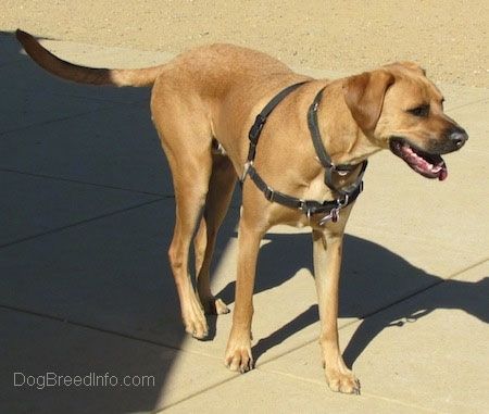 کالا روڈسین باکسر کتے کے کتے کے ساتھ ایک لمبا ، بڑی نسل ، لمبا ، بڑی نسل کا ٹن دائیں طرف کنکریٹ پر کھڑا ہے۔ اس کا منہ کھلا ہے اور اس کی زبان اس کے منہ سے چپکی ہوئی ہے۔ اس نے کالی رنگ کا لباس پہنا ہوا ہے۔