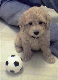 Mali žutosmeđi psić Yorkipoo sjedi na bijelom popločanom podu, a lijevo od njega je nogometna lopta.