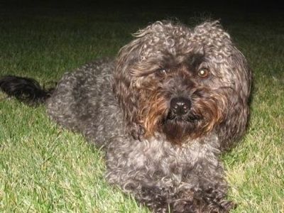 O lado direito frontal de um cão Yorkipoo de pêlo encaracolado, cinza com preto deitado em uma superfície de grama olhando para frente. Tem grandes olhos castanhos redondos e um nariz preto. O cabelo ao redor do rosto é marrom-ferrugem.