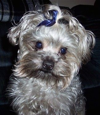Vue rapprochée de face - Un chien Yorkipoo gris assis devant un canapé, sa tête est légèrement inclinée vers la droite et il a un ruban bleu dans ses cheveux. Il a un long pelage ondulé, un nez brun et de grands yeux ronds foncés.
