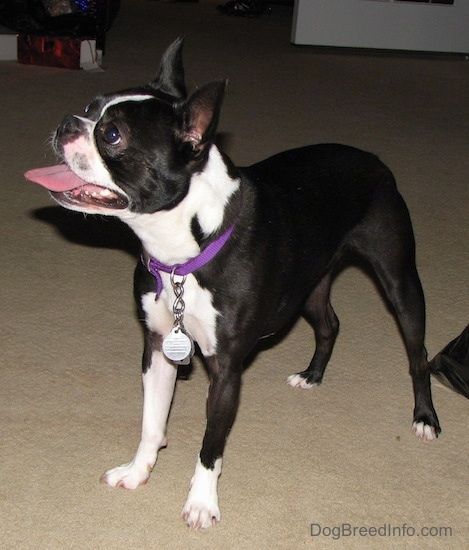 PJ the Boston Terrier melihat ke sebelah dengan memakai kolar ungu dan tanda perak
