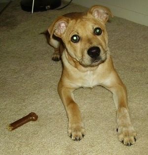 Ant kilimo klojančio įdegusio „Boxita“ šuniuko priekinė dešinė pusė ir šalia jo yra šuns kaulas.