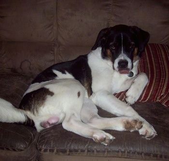 Dešinė baltos ir juodos spalvos rudos spalvos „Boxita“ pusė, atsirėmusi į pagalvę, gulėdama ant sofos, liežuvis kyšo ir laukia.