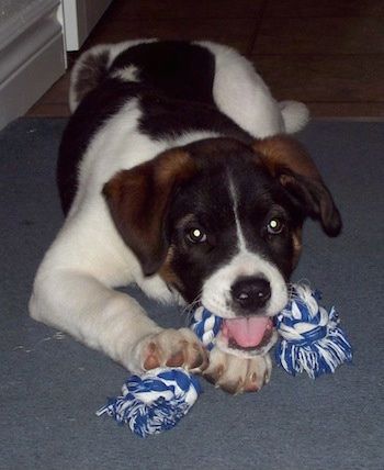 Juodas su baltos ir rudos spalvos šuniuku „Boxita“ guli ant kilimo, o jis kandžiojasi virvės žaisliuku.