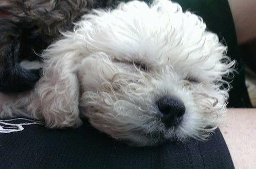 ภาพระยะใกล้ - สุนัข Zuchon สีขาวเคลือบหยักหนากำลังนอนหลับอยู่ในคน